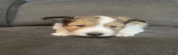 Shetland Sheepdog dogs for sale: Shetland Sheepdog Puppy 1 - Ad 4