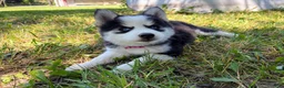 Pomsky dogs for sale: Poppy - Ad 8