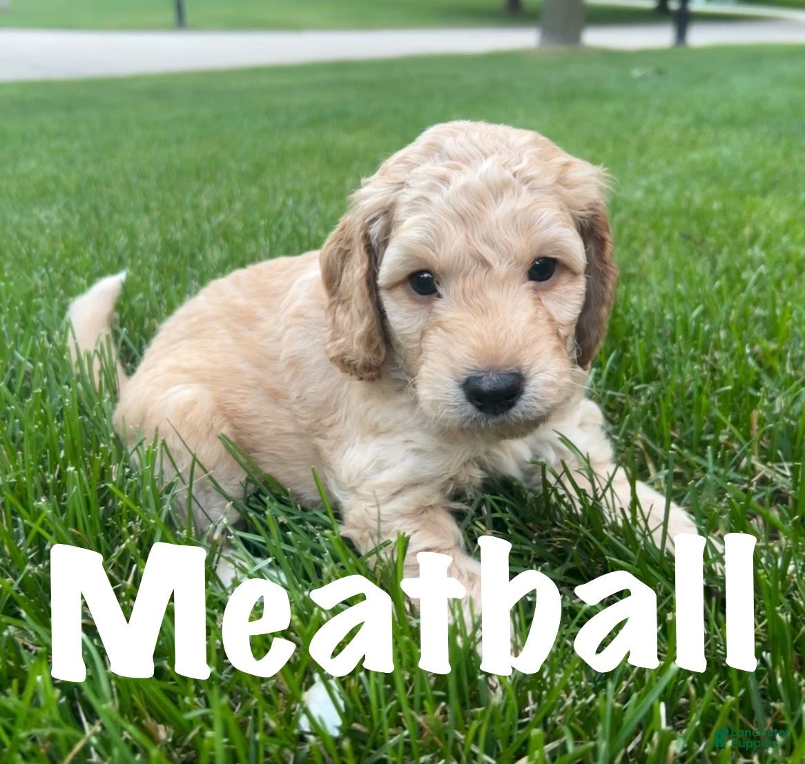 Bernedoodle dogs Meatball - Ad 36