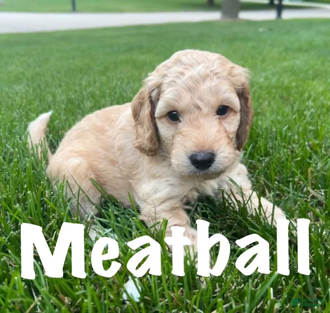 Bernedoodle dogs for sale: Meatball - Ad 1