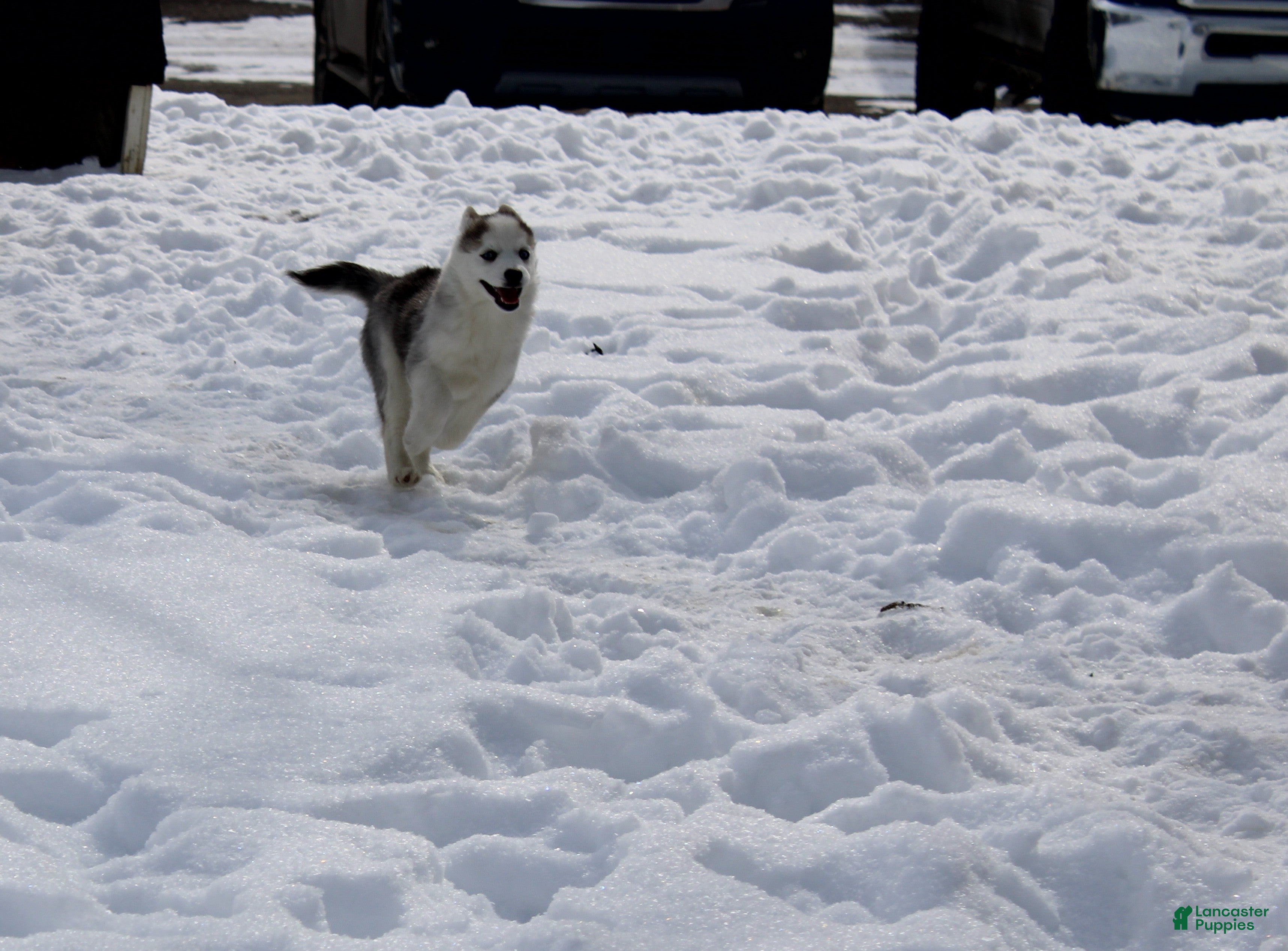 Pomsky dogs Sparky - Ad 2