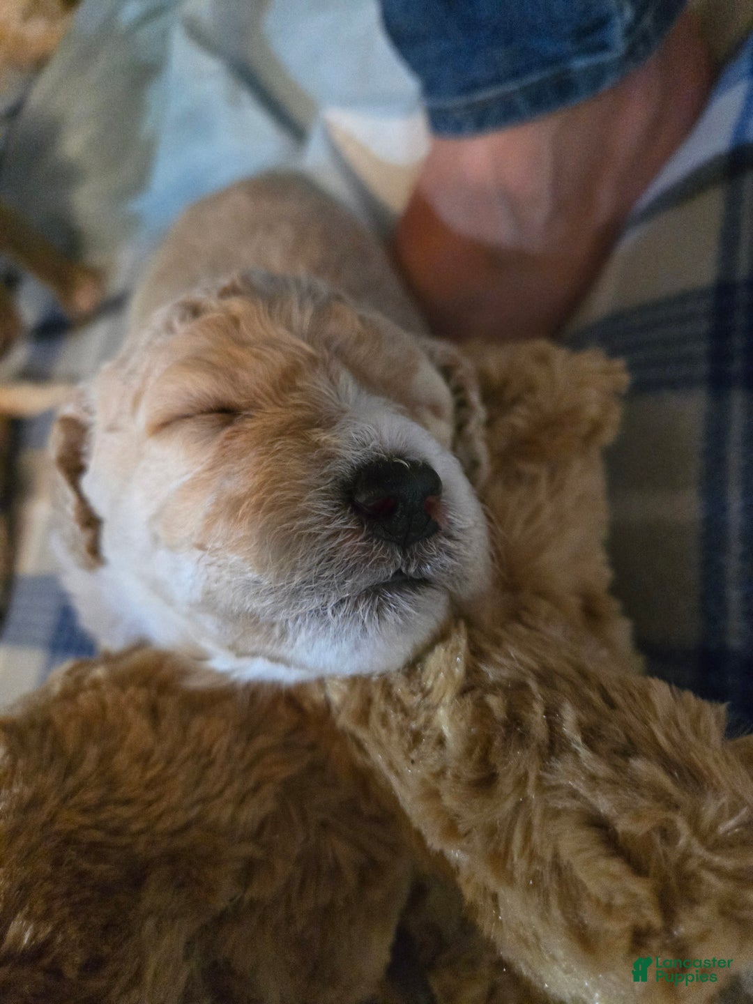 Mixed Breed dogs for sale: Arlo - Ad 5