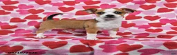 Chihuahua dogs for sale: Teddy - Ad 1