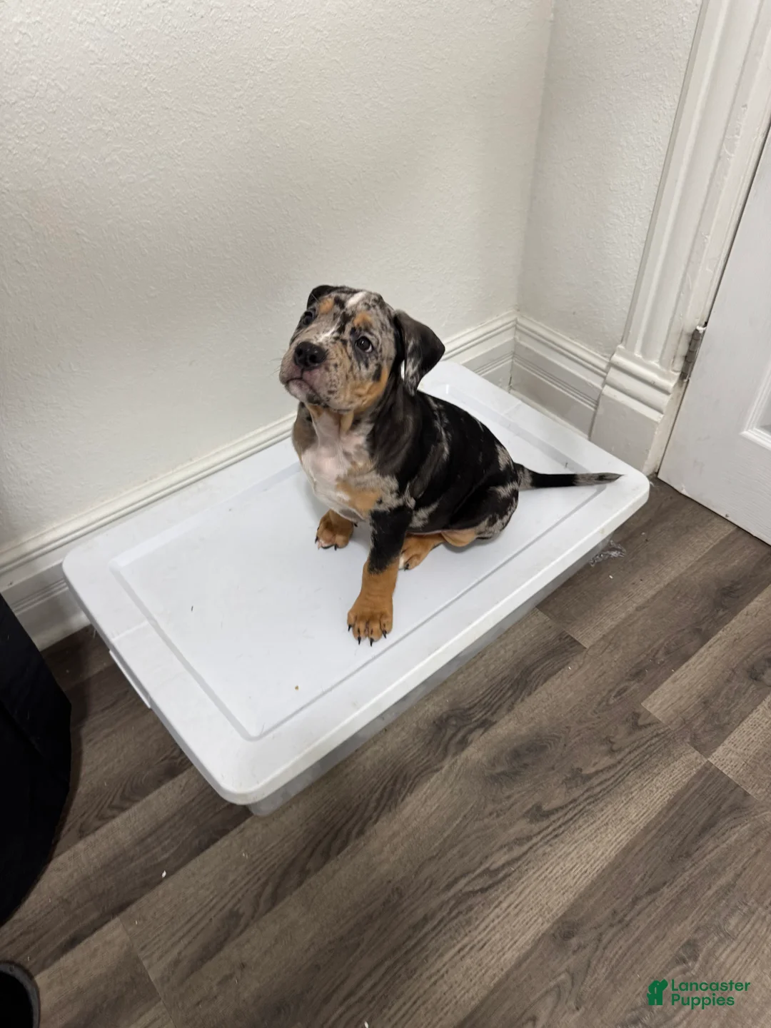 American Bully dogs for sale: American Bully 1 - Ad 2