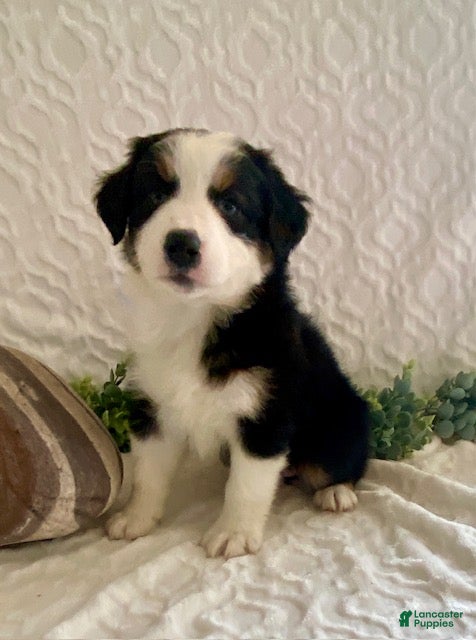 Australian Shepherd dogs River - Ad 1