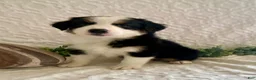 Australian Shepherd dogs for sale: River - Ad 1