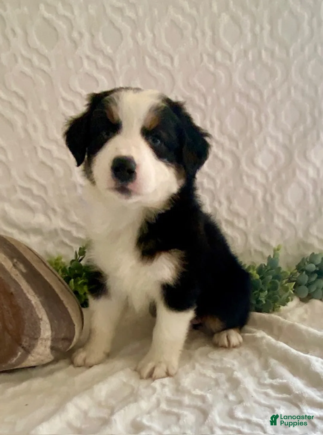 Australian Shepherd dogs for sale: River - Ad 1