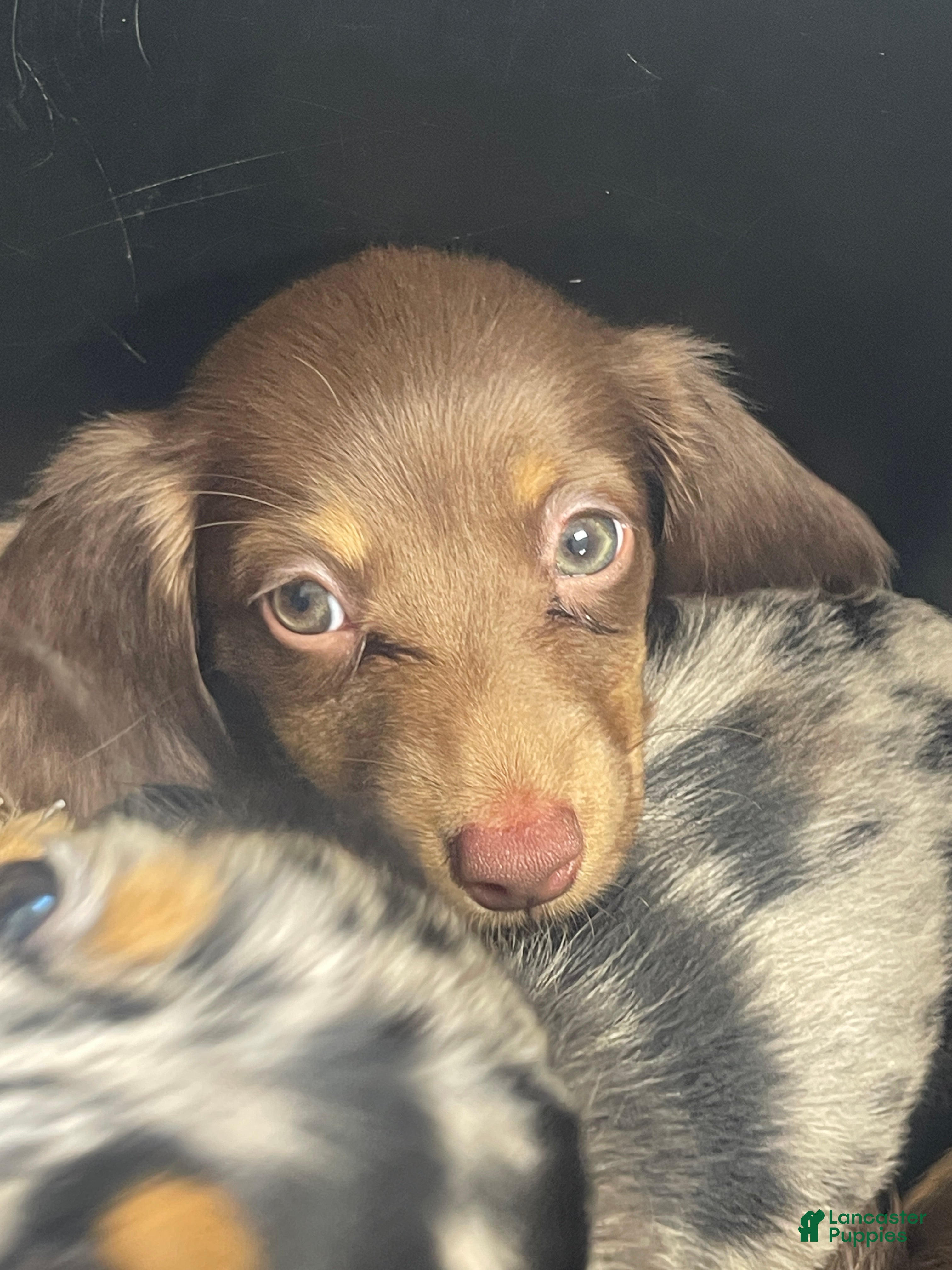 Miniature Dachshund dogs Scarlet  - Ad 2