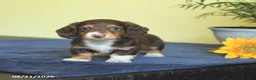 Miniature Dachshund dogs for sale: Mark  - Ad 4