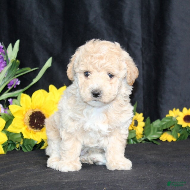 Bichpoo dogs David TOY - Ad 2