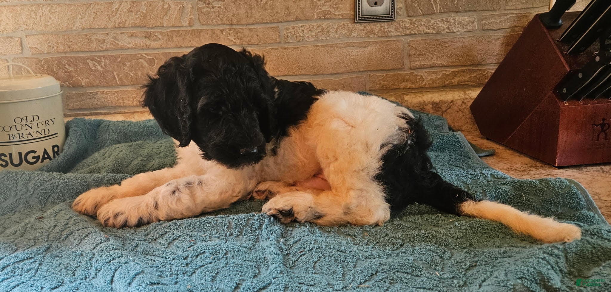 Goldendoodle dogs Maximus - Ad 2