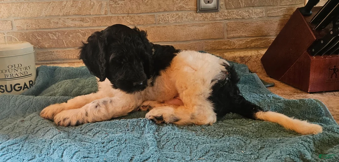 Goldendoodle dogs for sale: Maximus - Ad 2