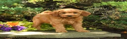 Mini Goldendoodle dogs for sale: Aspen - Ad 3