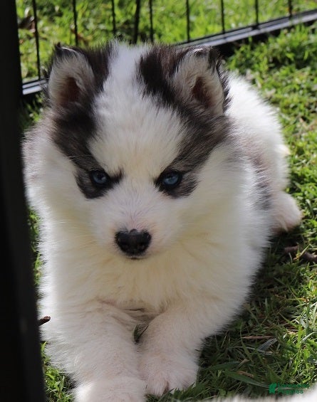 Siberian Husky dogs Siberian Husky Puppy 3 - Ad 1