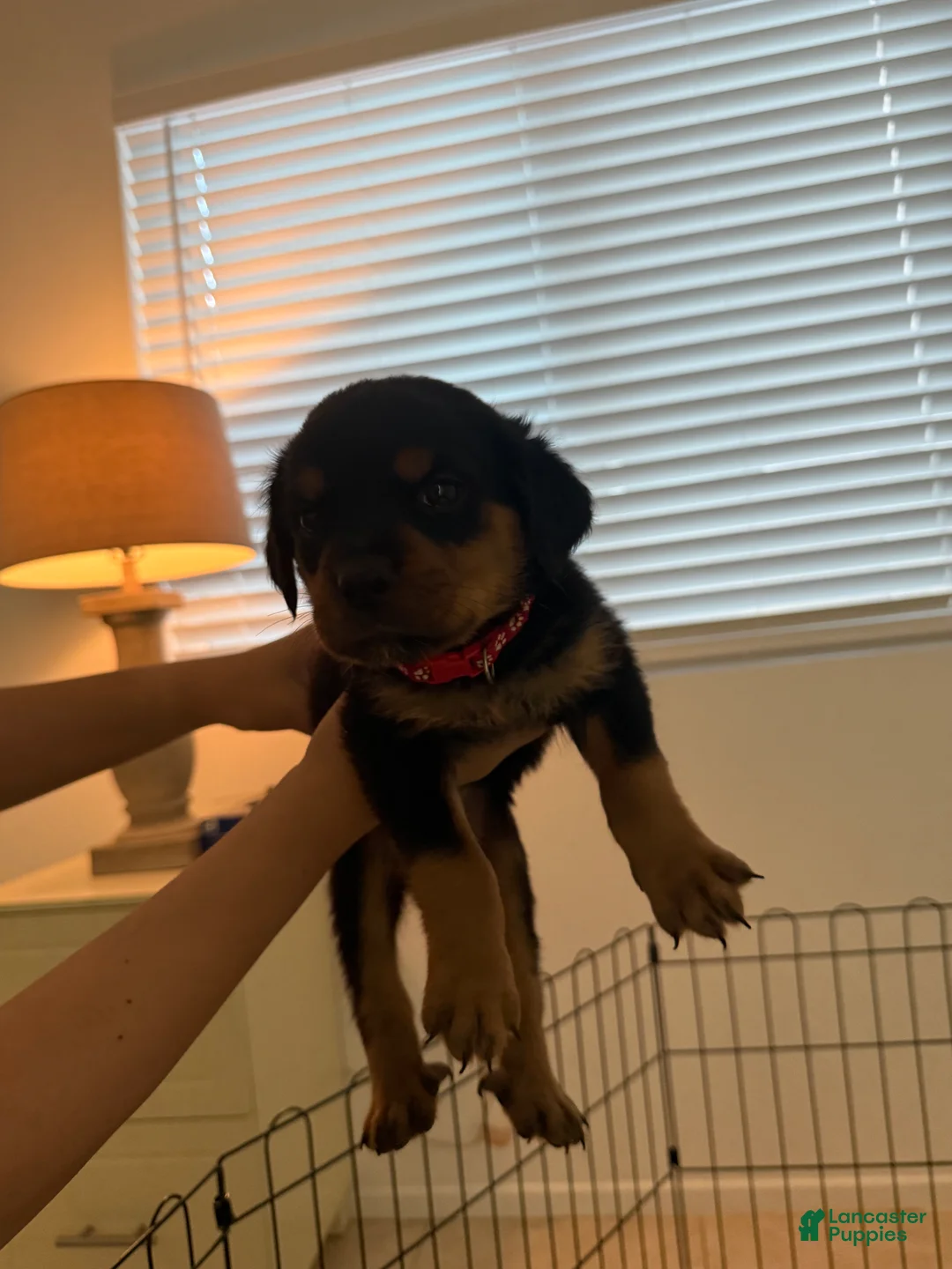 Rottweiler dogs for sale: Rottweiler red  - Ad 2