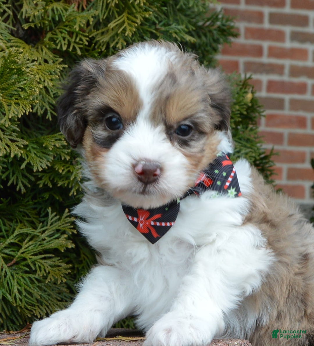 Mini Aussiedoodle dogs for sale: Toy Angel - Ad 14