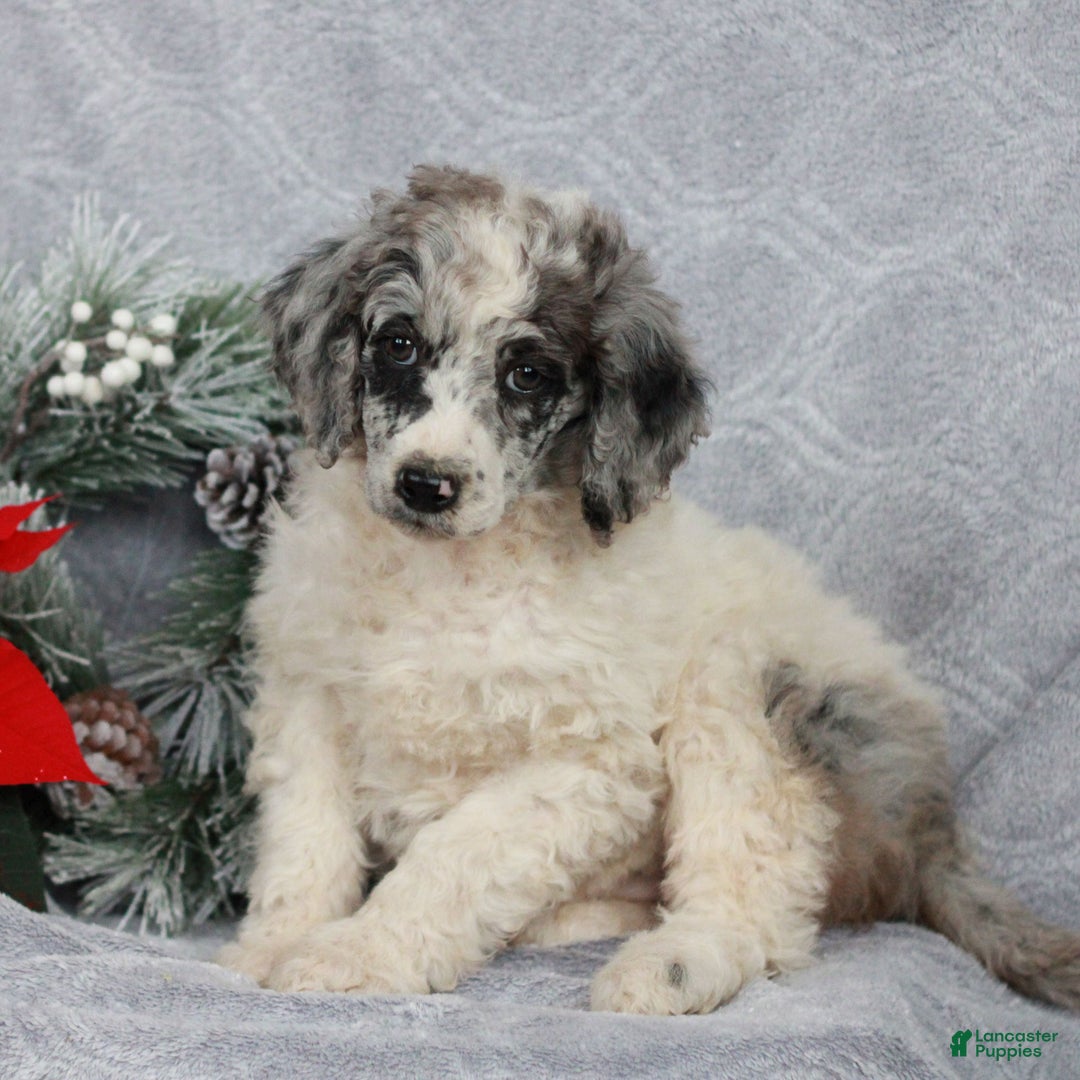 Standard Poodle dogs for sale: Paisley  - Ad 2