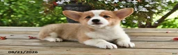 Welsh Corgi Pembroke dogs for sale: Anna - Ad 2