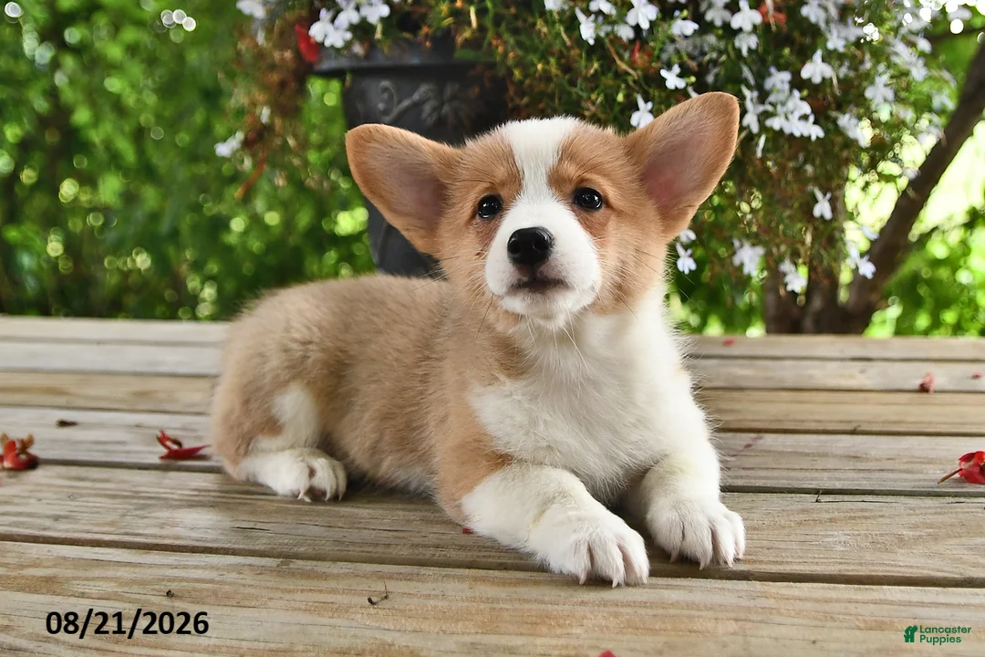 Welsh Corgi Pembroke dogs for sale: Anna - Ad 2