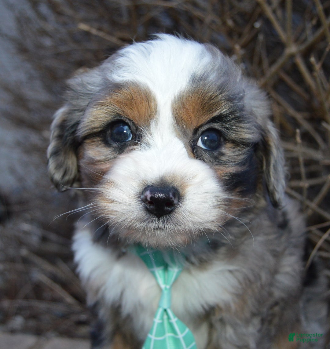 Mini Aussiedoodle dogs for sale: Mini Asher - Ad 5