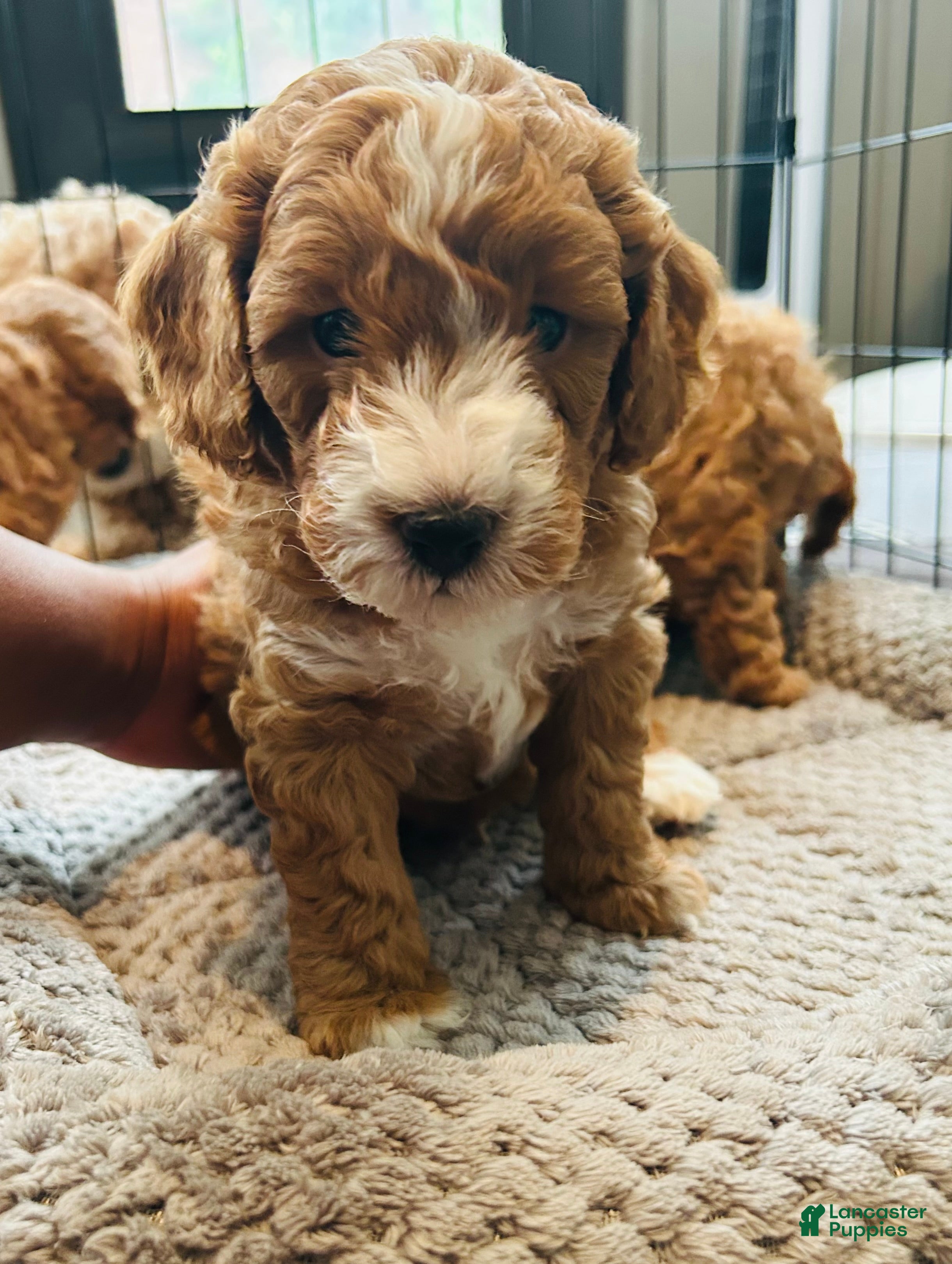 Mini Goldendoodle dogs Mini Goldendoodle Dior - Ad 20