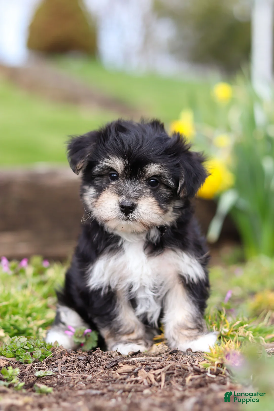 Morkie dogs for sale: Bruno - Ad 1