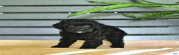 Miniature Poodle dogs for sale: Cassandra - Ad 6