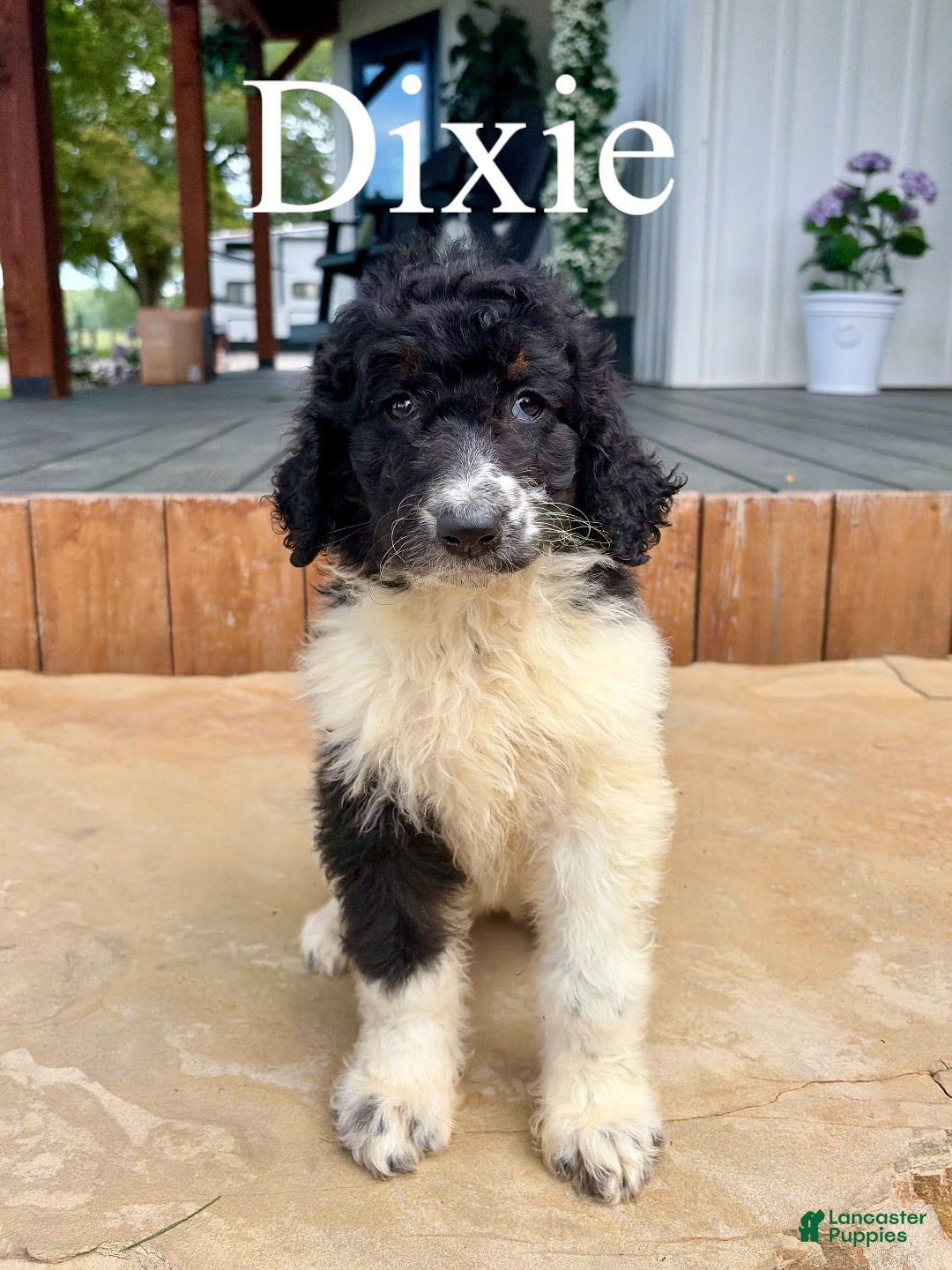 Bernedoodle dogs Dixie - Ad 1