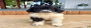 Dixie