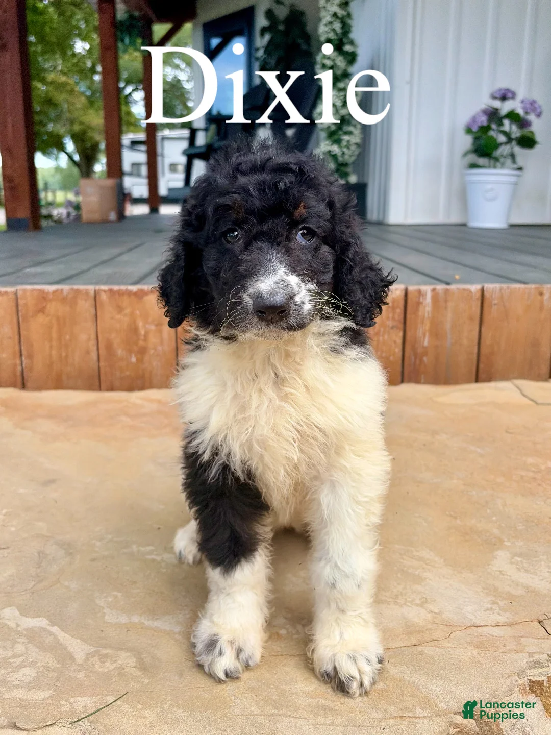 Bernedoodle dogs for sale: Dixie - Ad 1