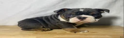 English Bulldog dogs for sale: Ranger - Ad 1