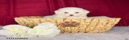 Bichon Frise dogs for sale: Candy - Ad 3