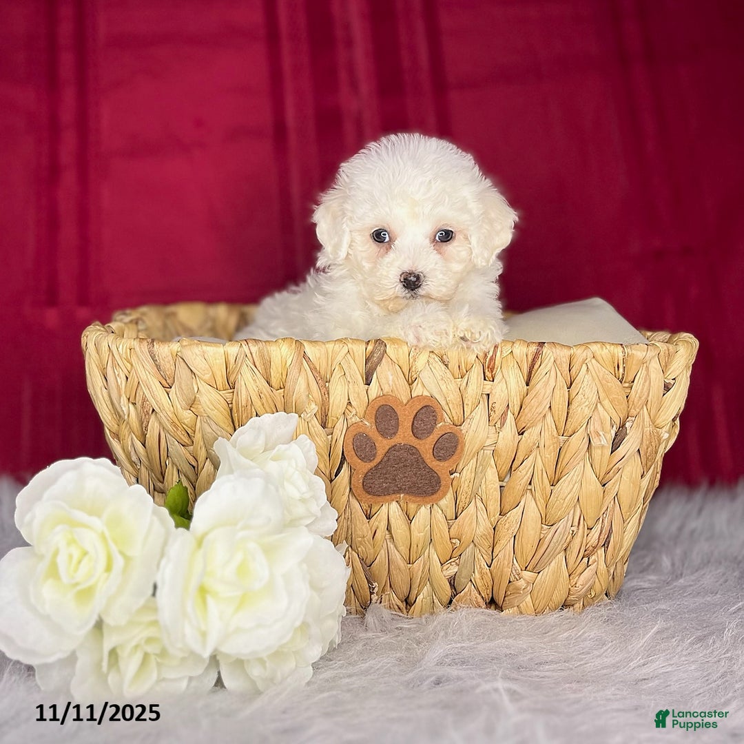 Bichon Frise dogs for sale: Candy - Ad 3