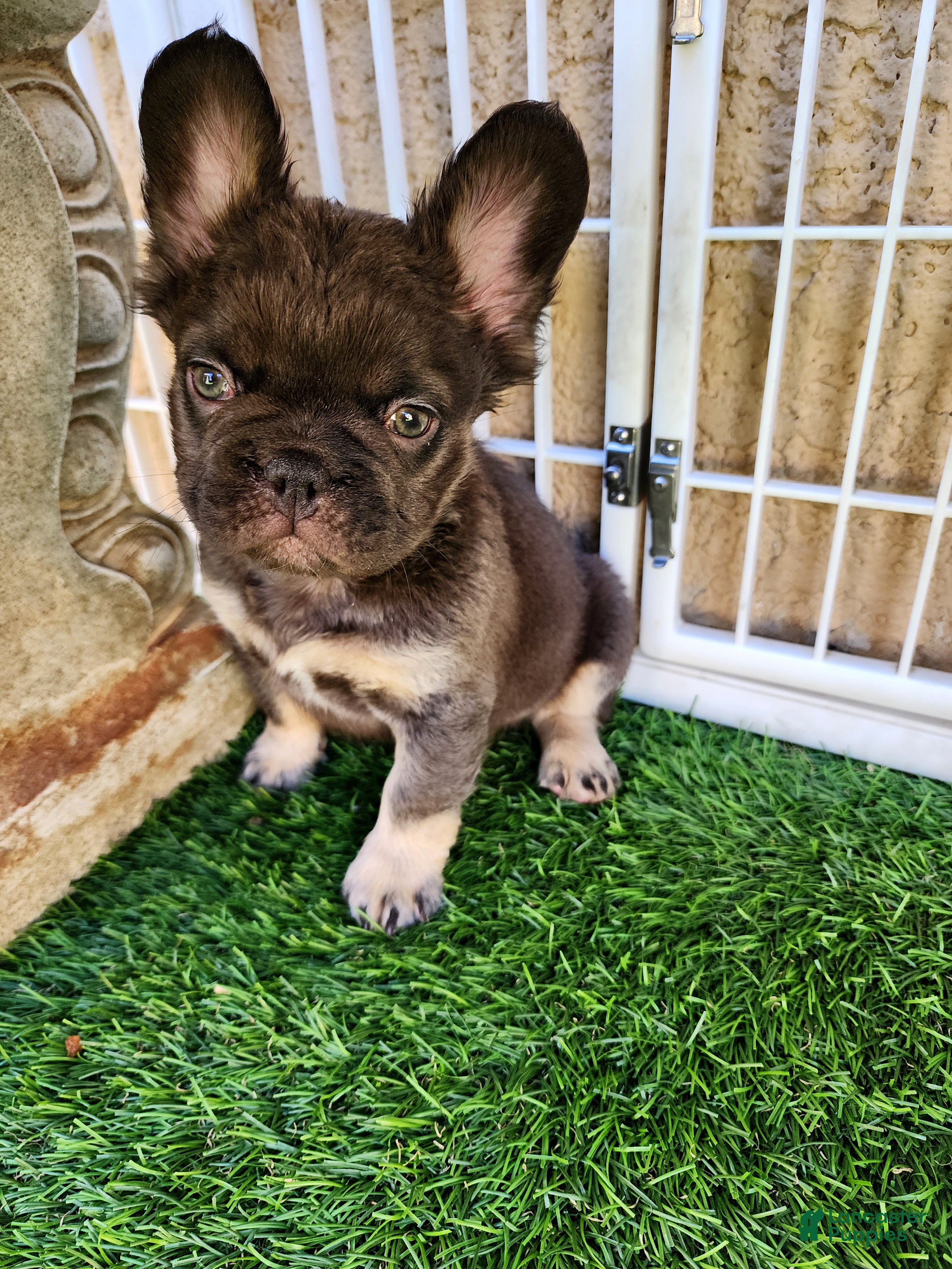 French Bulldog dogs Baby Grizzly  - Ad 1