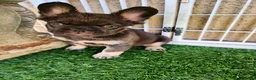 French Bulldog dogs for sale: Baby Grizzly  - Ad 1
