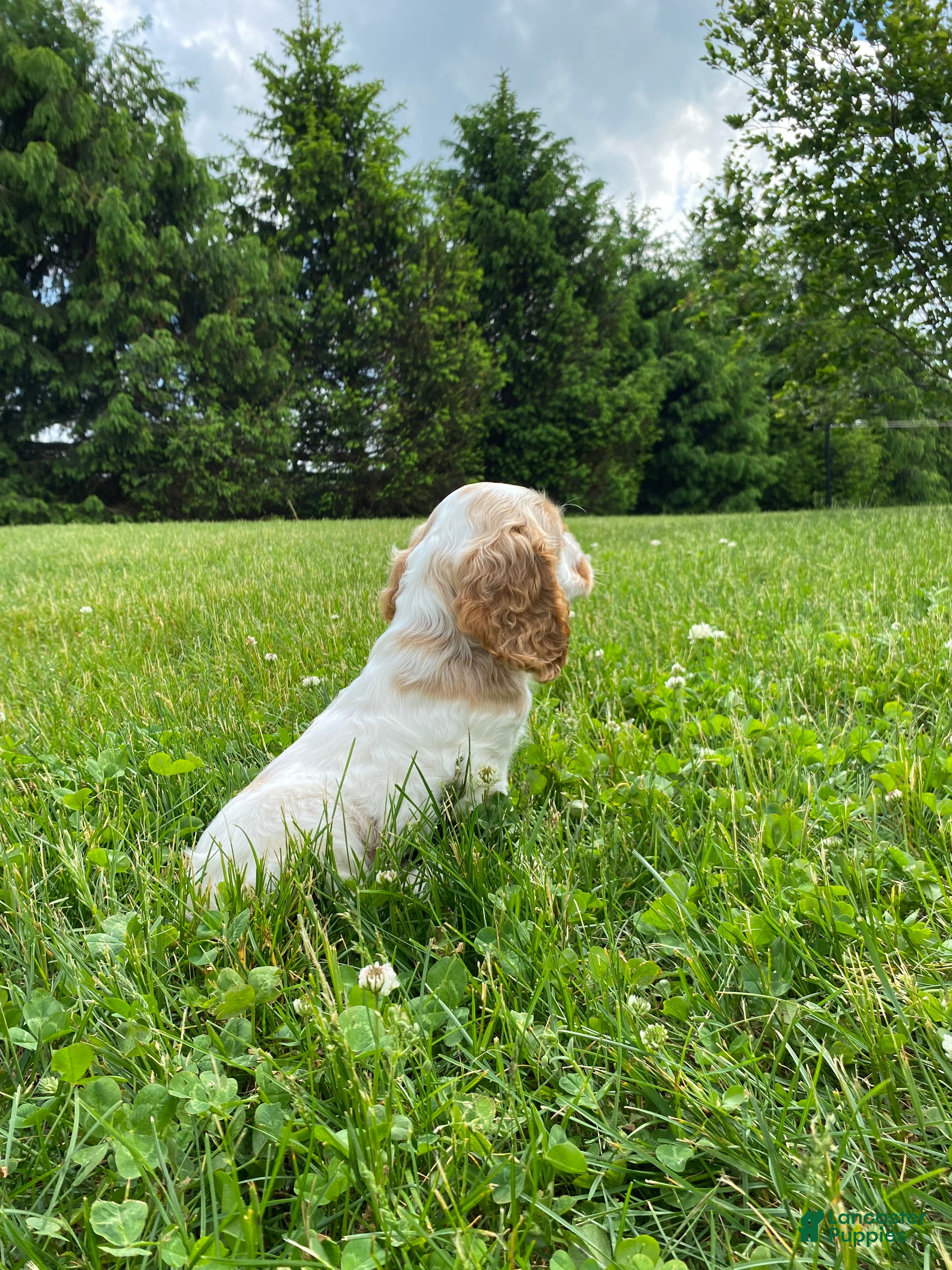 Cocker Spaniel dogs Aaron - Ad 2