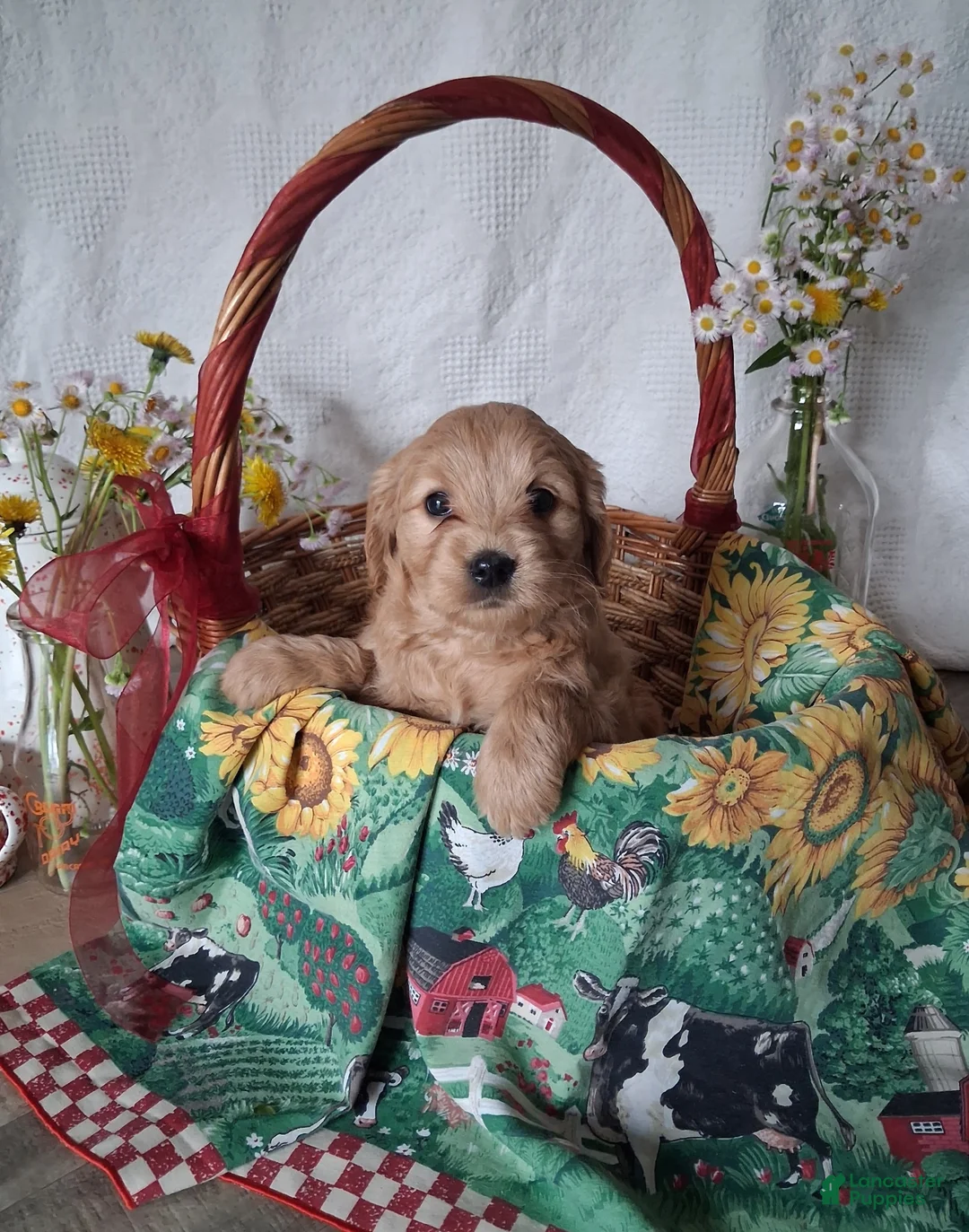 Mini Goldendoodle dogs for sale: Mini Goldendoodle, Celia - Ad 2