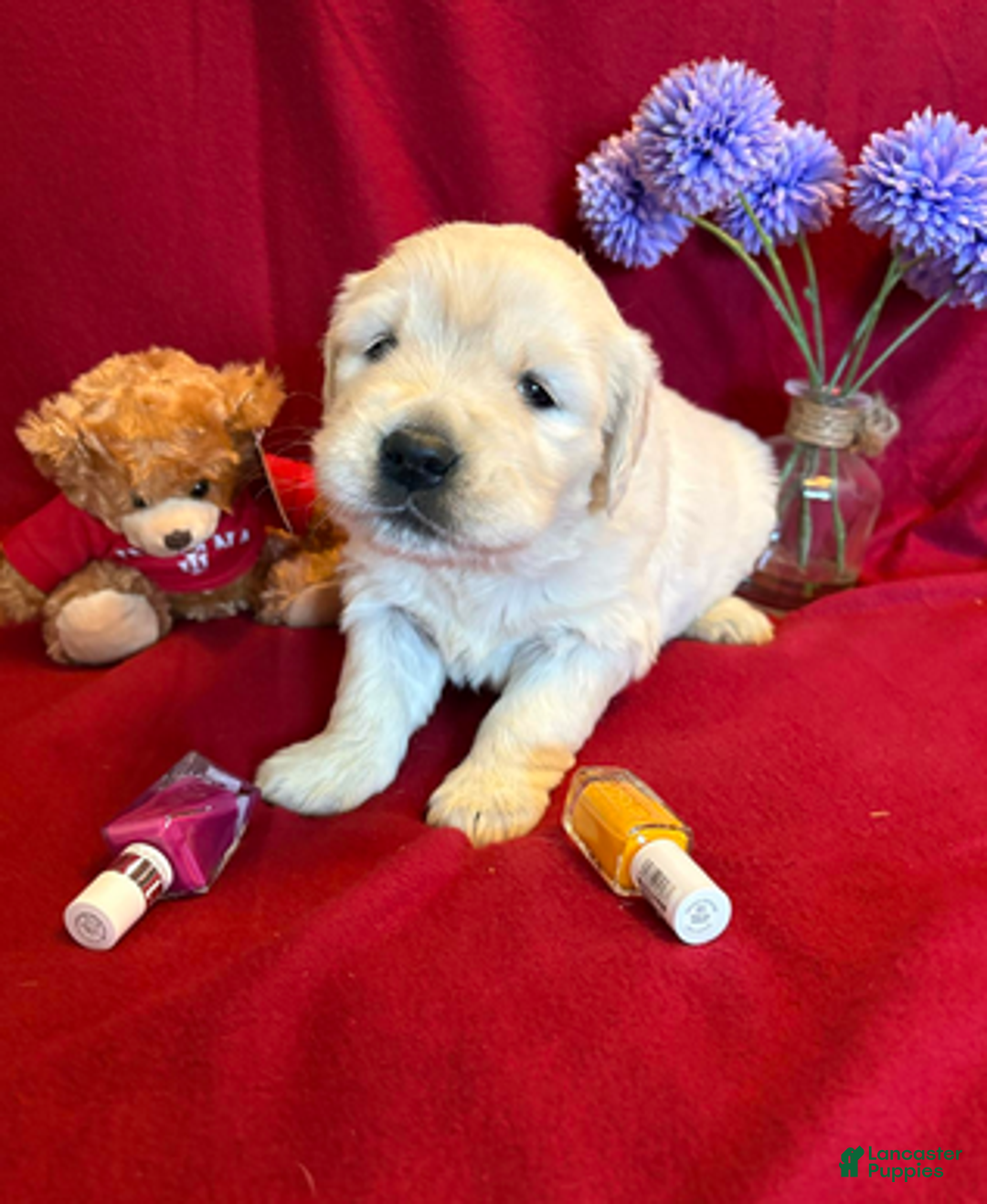 Golden Retriever dogs for sale: Bougie - Ad 1