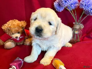 Golden Retriever dogs Bougie - Ad 35