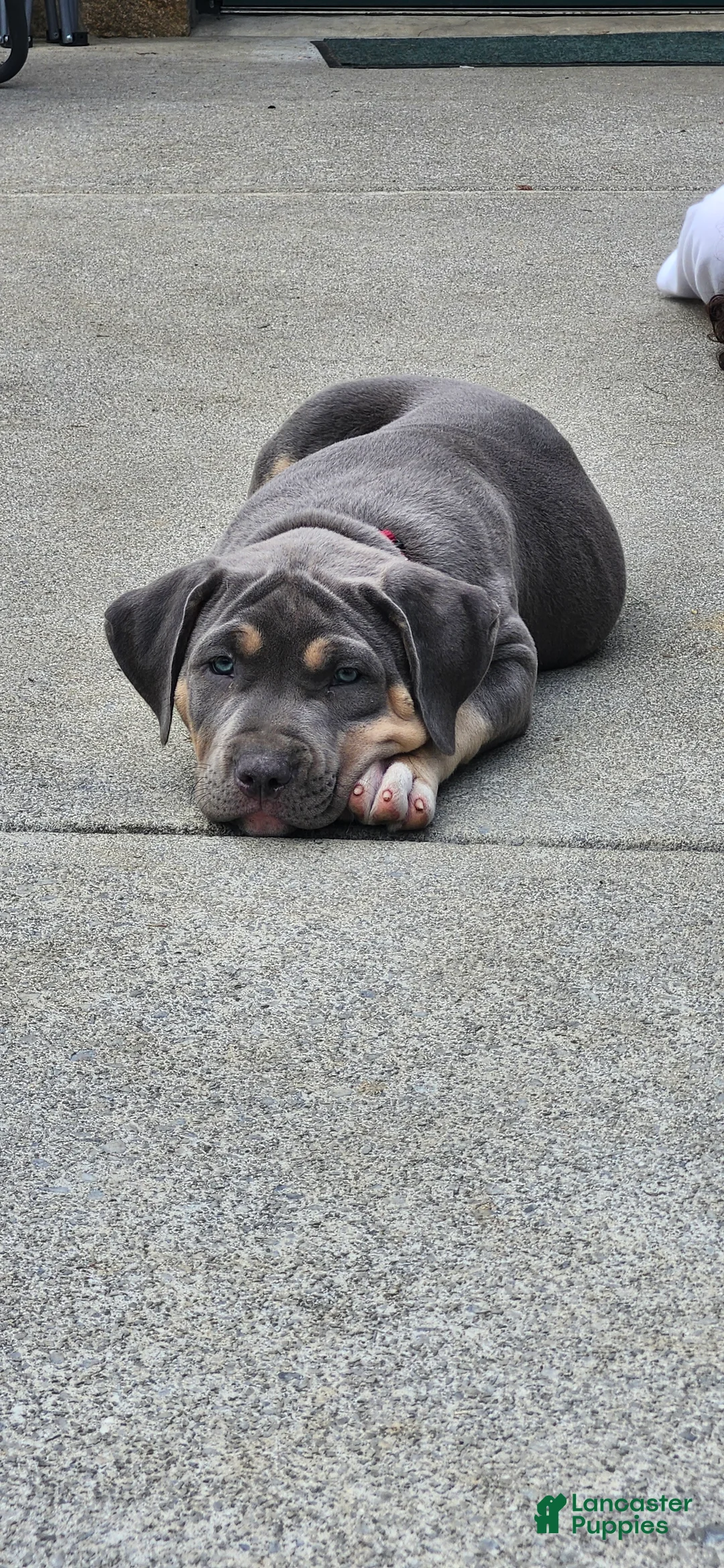 American Bully dogs for sale: Nibbles - Ad 2