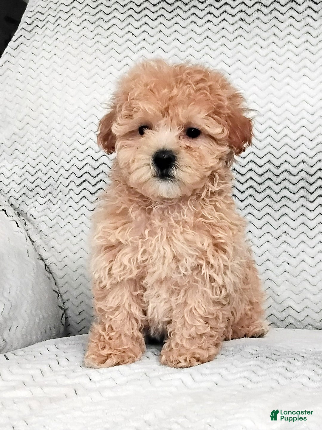 Maltipoo dogs for sale: Amber - Ad 1