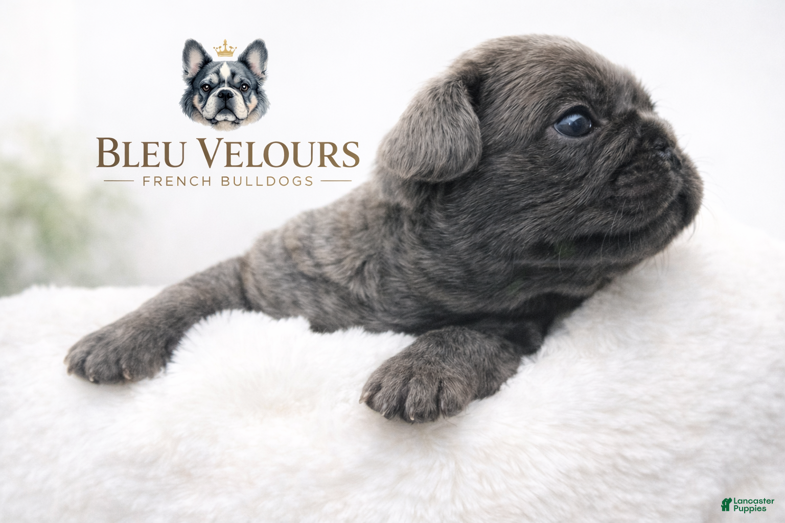 French Bulldog dogs Mira - Ad 26