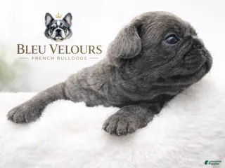 French Bulldog dogs Mira - Ad 26