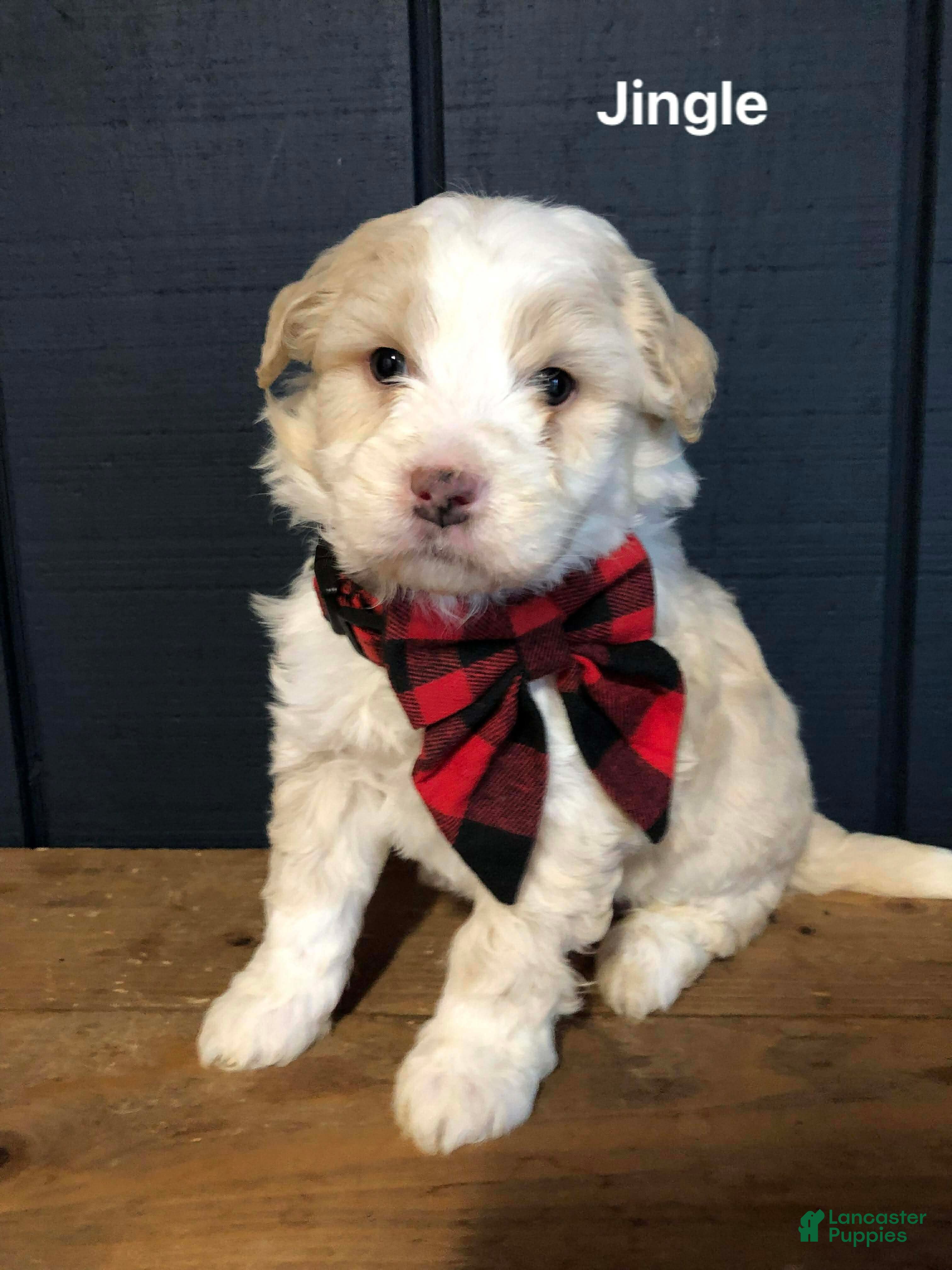 Aussiedoodle dogs Jingle - Ad 10