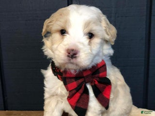 Aussiedoodle dogs Jingle - Ad 8