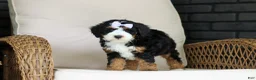 Mini Bernedoodle dogs for sale: Ellie - Ad 4