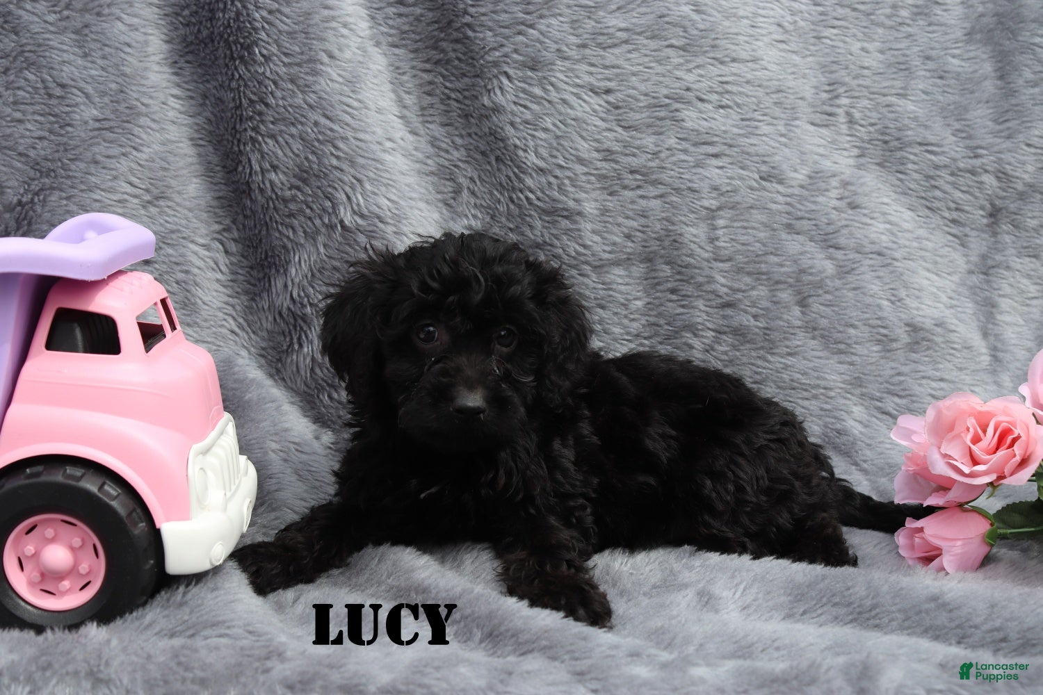 Mini Goldendoodle dogs for sale: Lucy - Ad 7