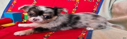Chihuahua dogs for sale: Chihuahua Puppy 2 - Ad 1