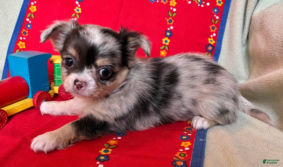 Chihuahua dogs for sale: Chihuahua Puppy 2 - Ad 1
