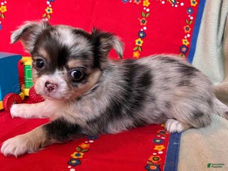 Chihuahua dogs Chihuahua Puppy 2 - Ad 27